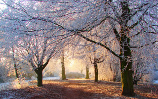 Snowy park frosted trees sunshine - a park free wallpaper