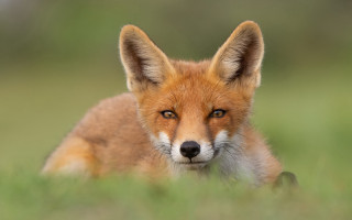 Red fox field blurry background - a red fox free wallpaper
