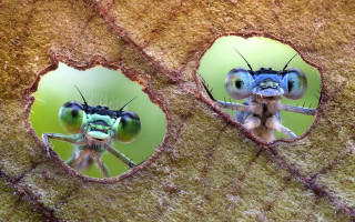 Bugs macro forest moon energy - arie smit free wallpaper for desktop