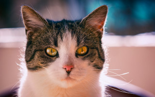 Black cat yellow eyes animal - neoplasticism free wallpaper