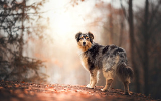 Dog woods autumn sunset photorealistic - a dirt road free wallpaper