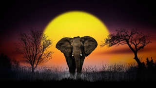 Elephant sunset field trees moon - an elephant free wallpaper
