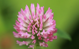 Pink flower white tips green - green free wallpaper