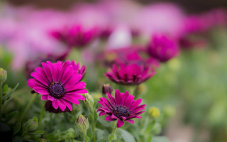 Pink flower field bokeh leaves - a field of flowers free wallpaper