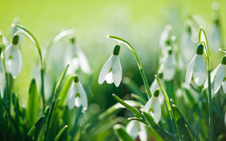 Close up flowers grass sunlight - sunlight free wallpaper