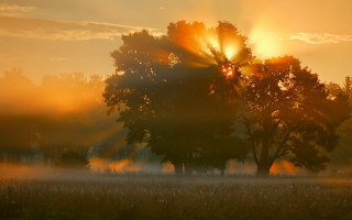 Sunrise foggy field tree sunbeams - sunrise free wallpaper