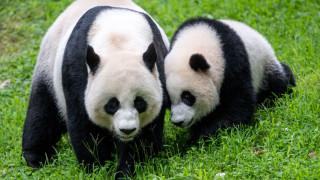 Panda bears grass wildlife photography - the grass together free wallpaper