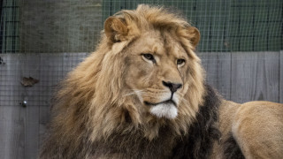 Lion fence bird photorealistic animal - caged free wallpaper