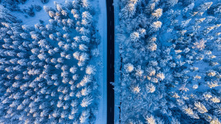 Snowy forest blue sky winter - blue sky above free wallpaper