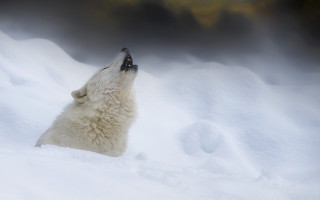 Polar bear sitting snow looking - a polar bear free wallpaper