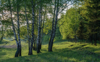 Grassy field trees dirt path - a grassy field free wallpaper