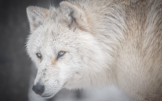 White wolf blue eyes distant - caspar wolf free wallpaper