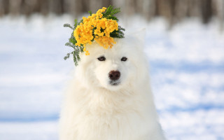 White dog flower crown snow - its head in free wallpaper