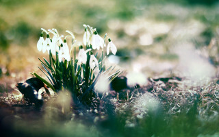 Small group flowers growing grass - anne rigney free wallpaper