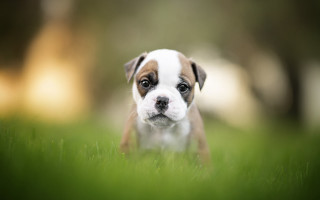 Puppy sad grass tiltshift animal - his face free wallpaper