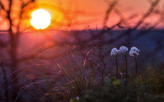 Autumn flowers sunset trees backlight - the foreground and a sunset in the background free wallpaper
