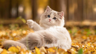 Cat leaves autumn bokeh fire - its back in free wallpaper