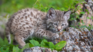 Kitten rock grass bushes paw - a small kitten free wallpaper