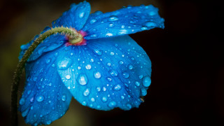 Blue flower water droplets macro 7 - petal free wallpaper