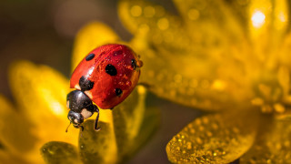 Ladybug yellowflower waterdrops macro autumn - drop of water free wallpaper