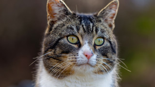 Black cat closeup animal photography - a close up of a cat free wallpaper