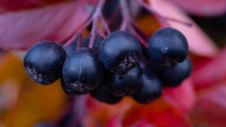 Berries branch leaves redleaf macro - a bunch of berries free wallpaper