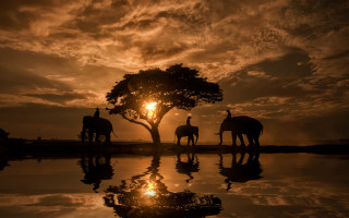 Elephants sunset reflection tree outdoor - two person free wallpaper