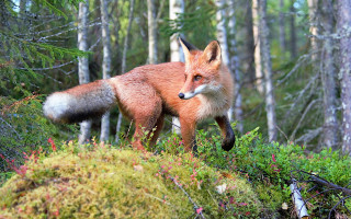 Fox woods day nature blurry - primitivism free wallpaper