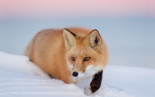 Red fox snow winter photorealistic - a red fox free wallpaper