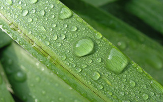 Green plant water droplets macro 17 - a green plant free wallpaper