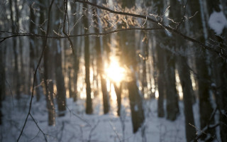 Sunshine snowy forest branches blurry - a sun free wallpaper