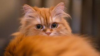 Large eyed sad cat blurry - optical free wallpaper