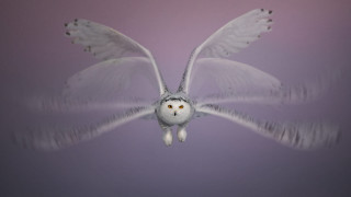 White owl flying purple background - colin moss free wallpaper