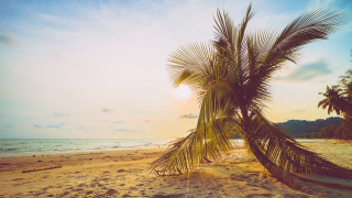 Palm beach sunset clouds ocean - palm tree free wallpaper