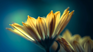 Yellow flower blue background macro - a blue background behind free wallpaper