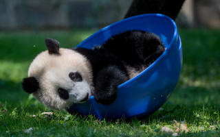 Panda playing blue ball grass - a blue ball free wallpaper
