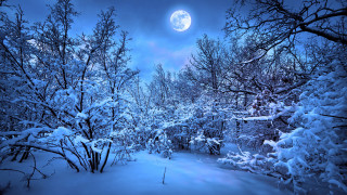Full moon snowy forest winter - a full moon free wallpaper