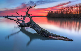 Tree water shore sunset pink - boleslaw cybi free wallpaper
