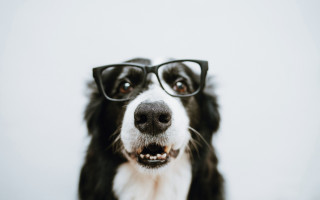 Dog glasses white background black - glass free wallpaper