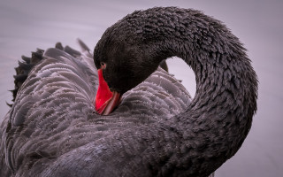 Black swan red beak synchromism - its beak open free wallpaper