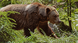 Brown bear forest puzzle nature - carl hoppe free wallpaper