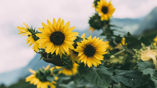Sunflowers mountains blue sky clouds - a blue sky free wallpaper
