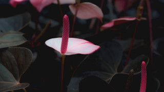 Pink flower garden macro shallow - green leaf and flowers free wallpaper