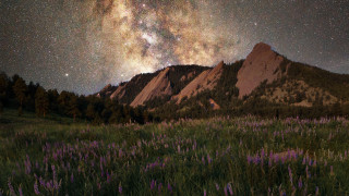 Mountain flower field starry night - a few tree and bushes free wallpaper