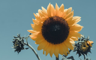 Large sunflower blue sky leaves - a few leaf free wallpaper