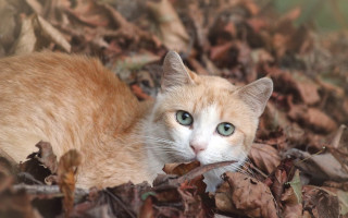 Cat green eyes leaves woods - green eye free wallpaper