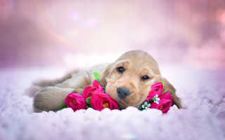 Puppy flowers pink rose photorealistic - a pink rose free wallpaper