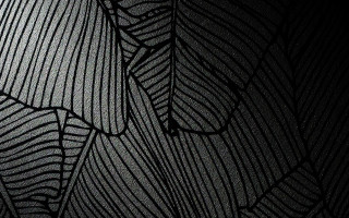 Black white leaf pattern wallpaper - fine foliage lace free wallpaper