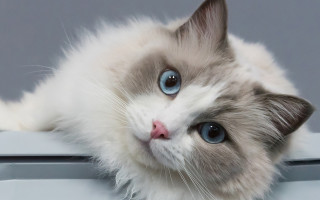 White cat blue eyes sad - computer art free wallpaper