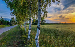 Sunset road field trees clouds 3 - a sunset in the background free wallpaper